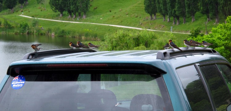Welcome swallows at Hackfalls Arboretum
